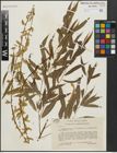 Foto von Salix alba L. x Salix babylonica L.